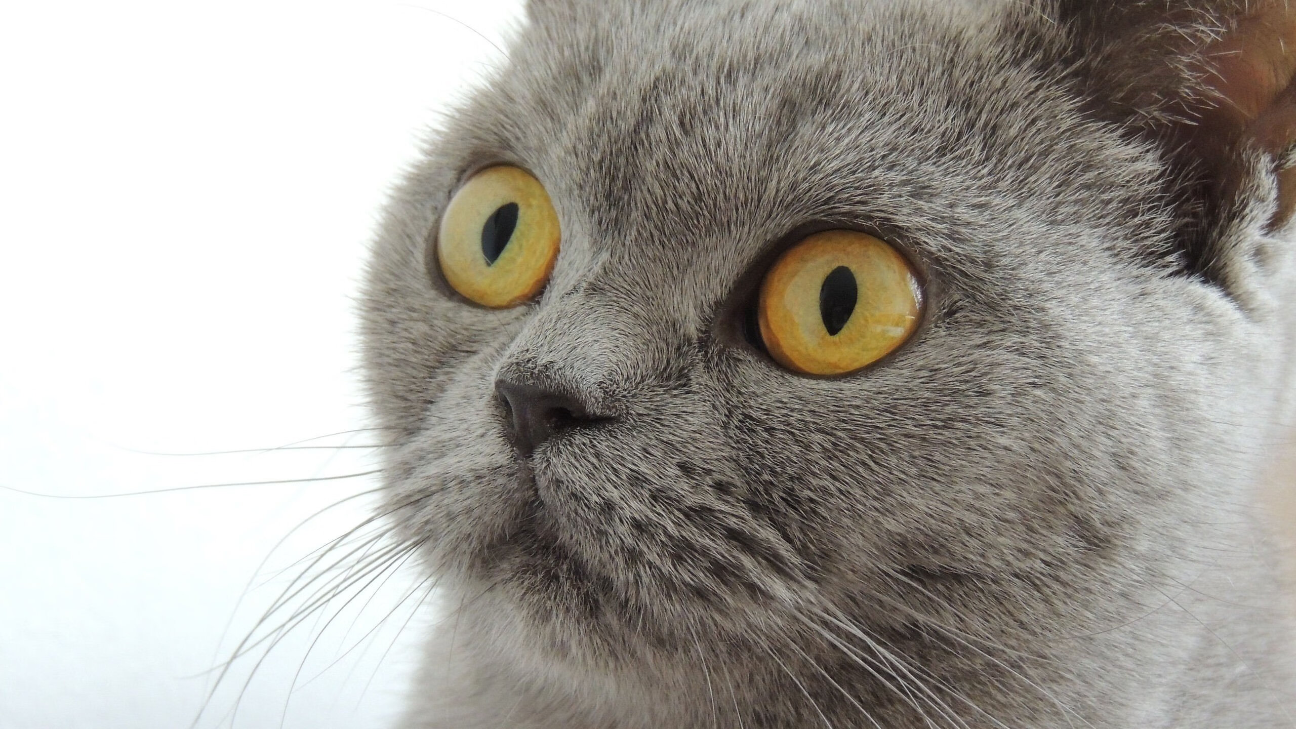 WRC车队新战略布局：如何应对激烈竞争，wrc 车队